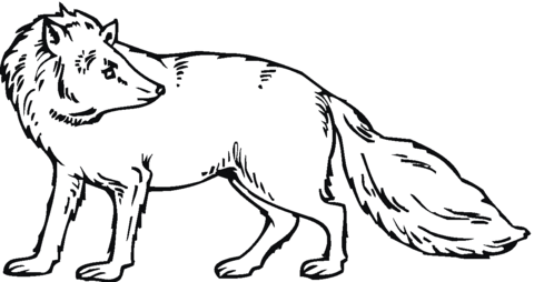 Fox Looks Back Coloring Page